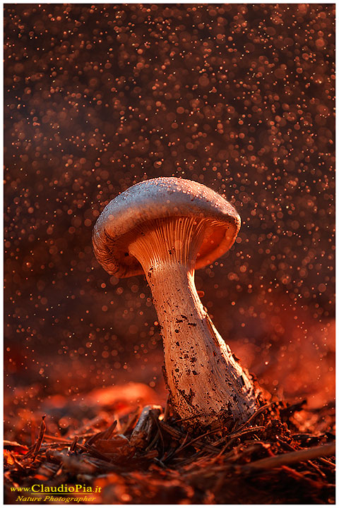 fungo, mushroom, autunm, clitocybe nebularis,  fungi, fungus, mushrooms, val d'aveto